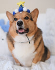 Barkday Hat | Berry Blue