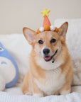 Barkday Hat | Tangerine