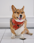Scout Bandana | Autumn Ember