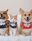 Pet Bib |Midnight Sakura Kimono