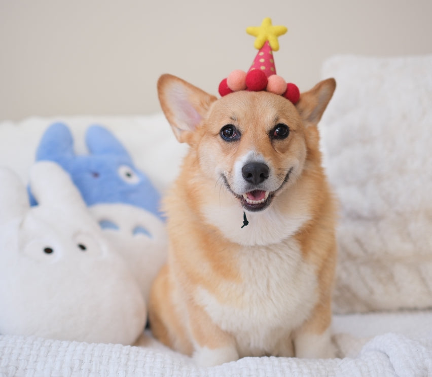 Candy Red Barkday hat